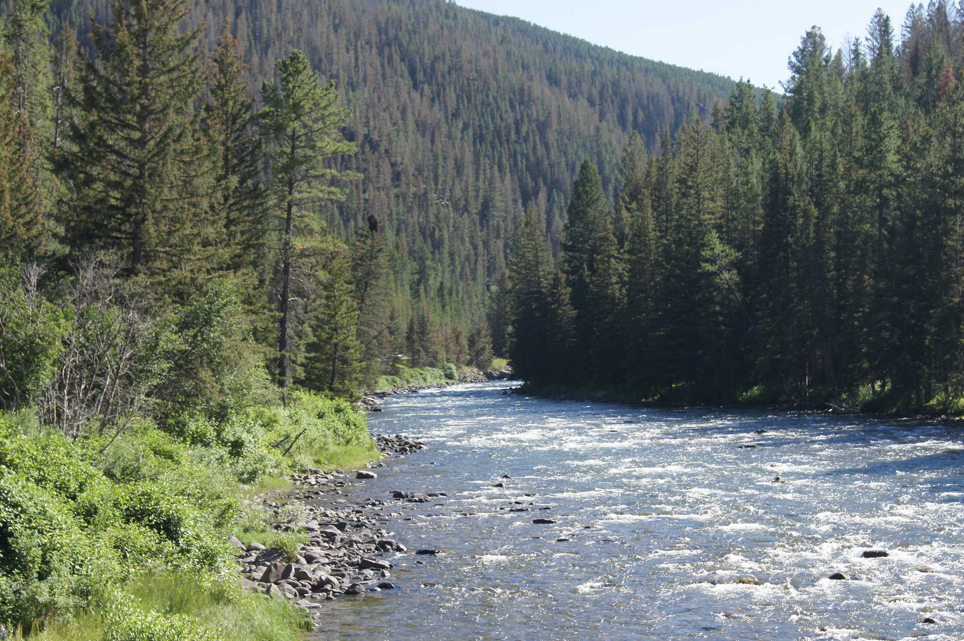 The Gallatin river on a nice summer day